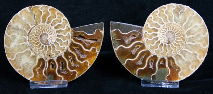 Inch Split Ammonite Pair #4389
